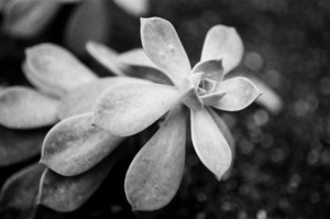 Black  White Floral Series1