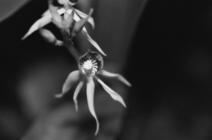 Black  White Floral Series 11