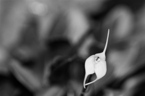 Black  White Floral Series 13