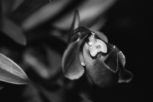 Black  White Floral Series 6