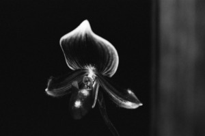 Black  White Floral Series 9