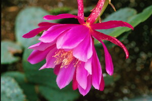 Fuschia Peony Side View
