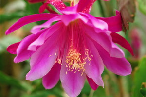 Fuschia Peony Flowering
