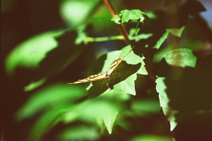 Butterfly With A Captured Beetle