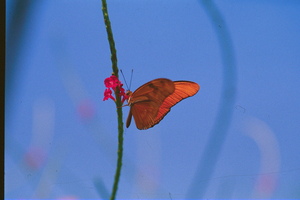 Butterfly and flower love