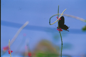 Black butterfly flower love