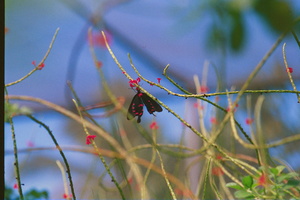 Butterfly Hanging Out