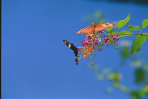 Butterflies at play