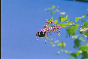 Black butterfly flower love