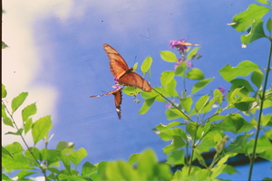 Orange butterflies playing