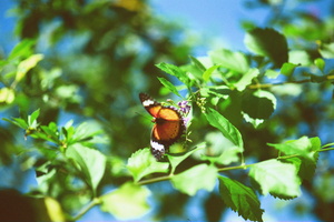 Monarch butterfly
