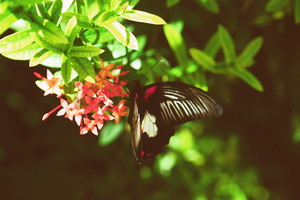 Black butterfly amongst the flowers