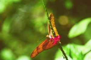 Orange butterfly having a drink