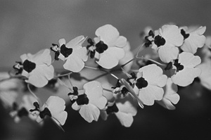Black and White Floral Series 2