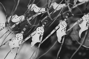 Black and White Floral Series 3