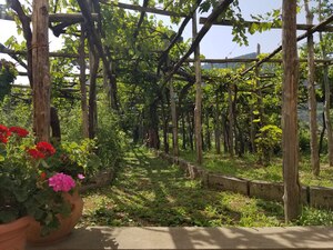 Amalfi vineyards