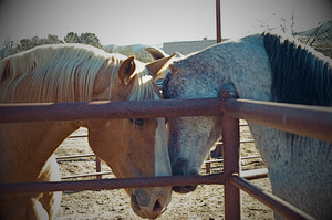 Horse Embrace 