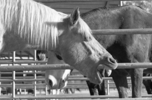 Horse Yawning
