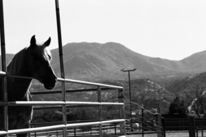Horse amidst the mountains