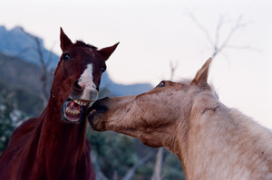 Horses Sparring