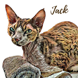 Meet Jack