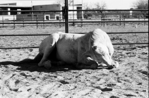 Magnificent Horse Pose 3