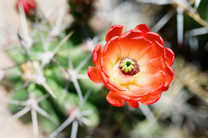 Red Cacti 5