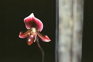 Red Orchid 2