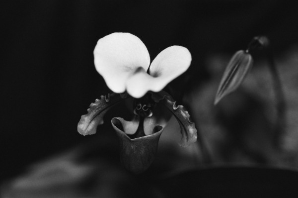 Black  White Floral Series 10 Print