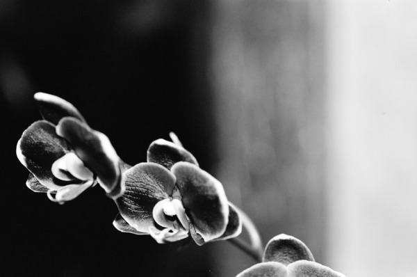 Black  White Floral Series 12 Print