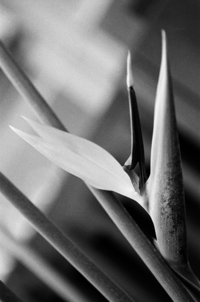 Black  White Bird of Paradise  Print