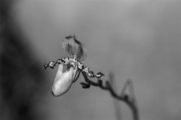 Black  White Floral Series 7 Print