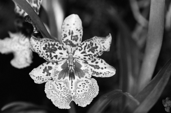 Black  White Floral Series 8 Print