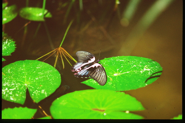 Butterfly Soars Print