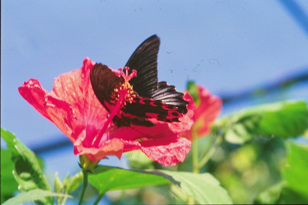 Butterflies Are Free  Print