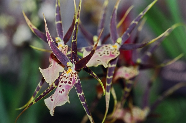 Striped Orchids Print