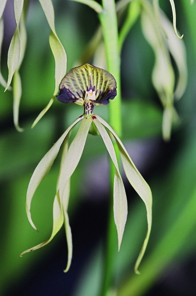 Dancing Orchid Print