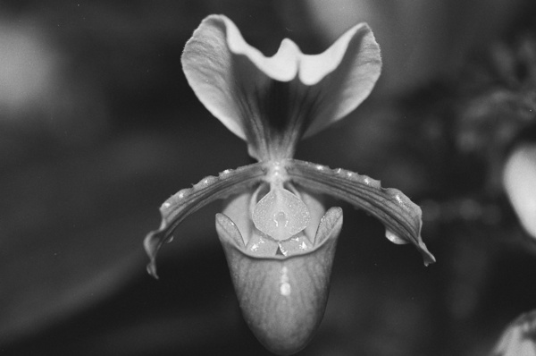 Black and White Orchid Series 2 Print