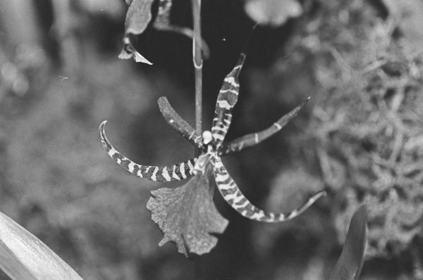 Black and White Orchid Series 1 Print