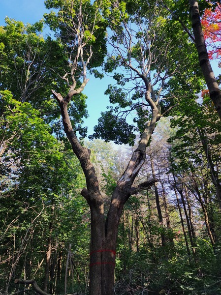 Forest Through The Trees Print