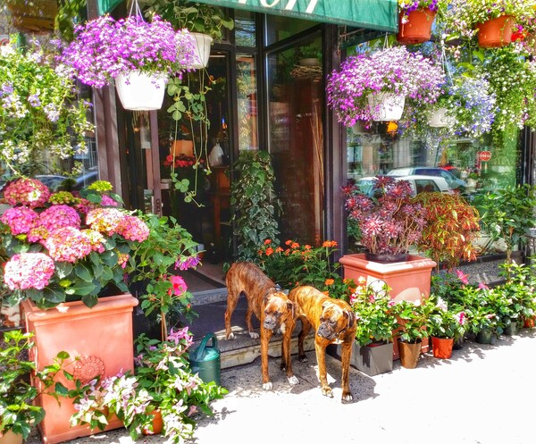 2 Dogs in the Flower Shop Print