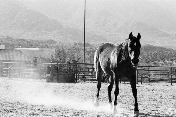 Black Horse Dust Print