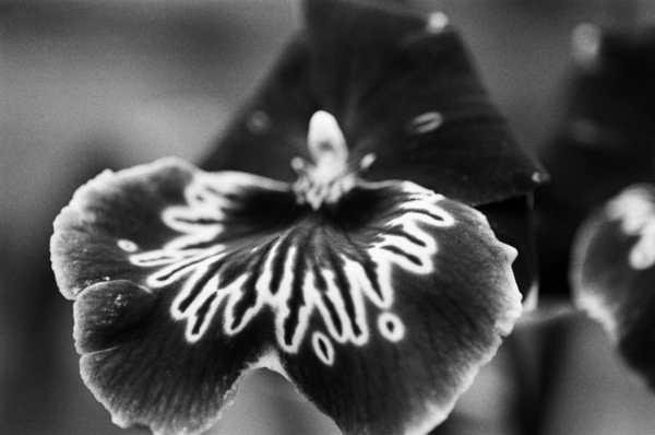 Black and White Orchid Series 21 Print