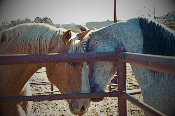 Horse Embrace  Print