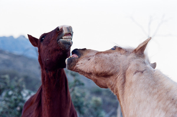 Horse Sparring 2 Print