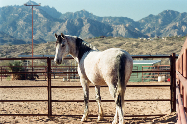 Horse and Mountains Print