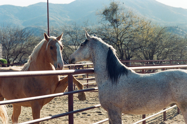 Horses connecting Print