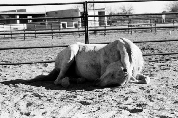 Magnificent Horse Pose 2 Print