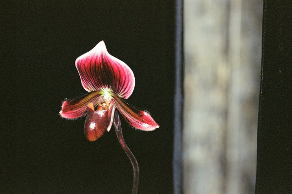 Red Orchid 2 Print