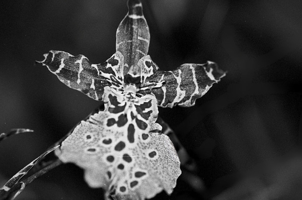Spotted Orchid Print